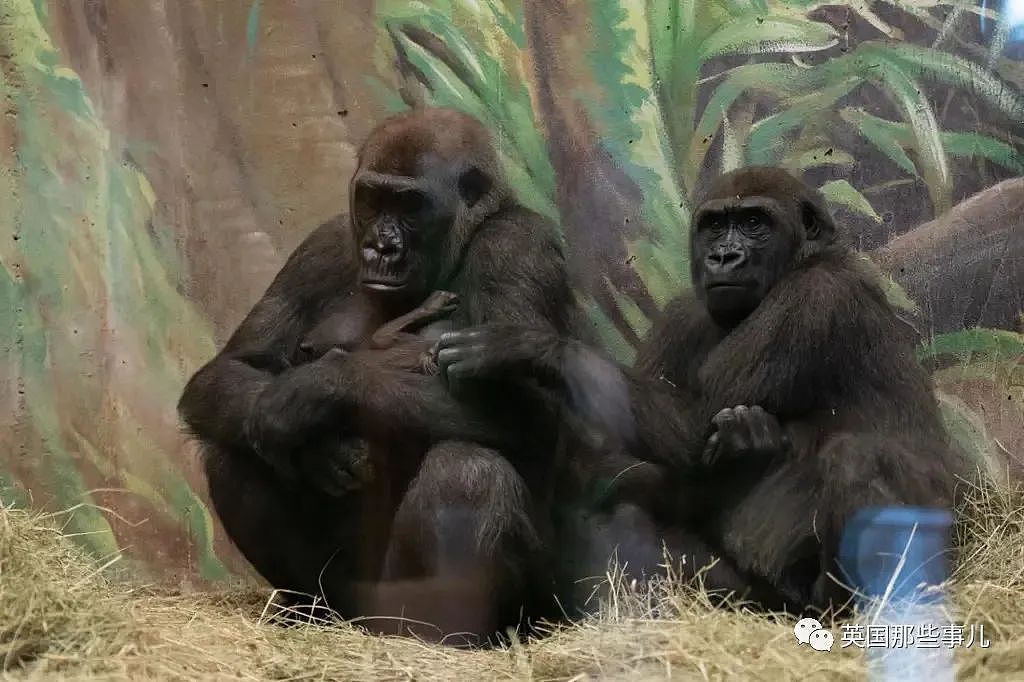 美国动物园“雄性”大猩猩忽然生娃，网友看懵：这都能搞错（组图） - 5