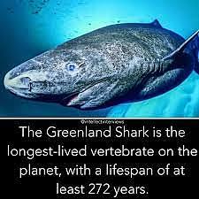 鲨鱼比恐龙还老1.9亿年！盘点6个惊人知识，最长寿可活逾400年（组图） - 2