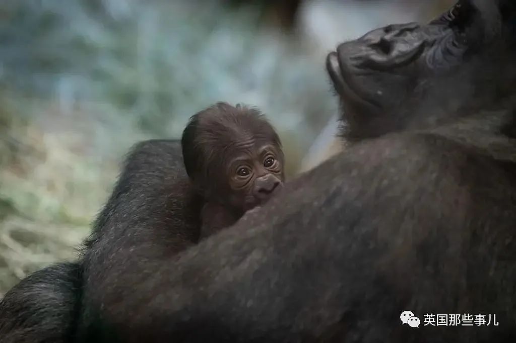 美国动物园“雄性”大猩猩忽然生娃，网友看懵：这都能搞错（组图） - 2
