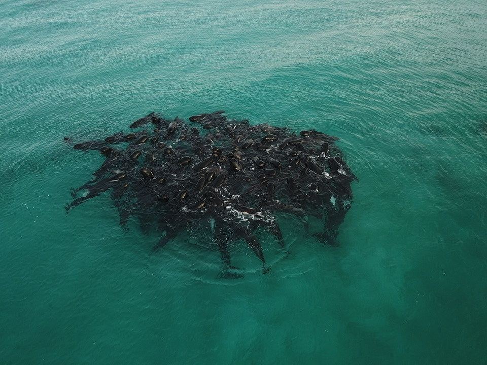 西澳海滩近百鲸鱼“挤成一团”行为异常！逾半搁浅死亡（组图） - 3