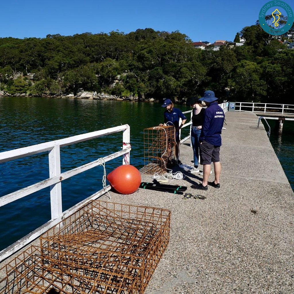 澳洲科学家打造五星级“海马旅馆”，邀请濒危小海马入住（视频/组图） - 4