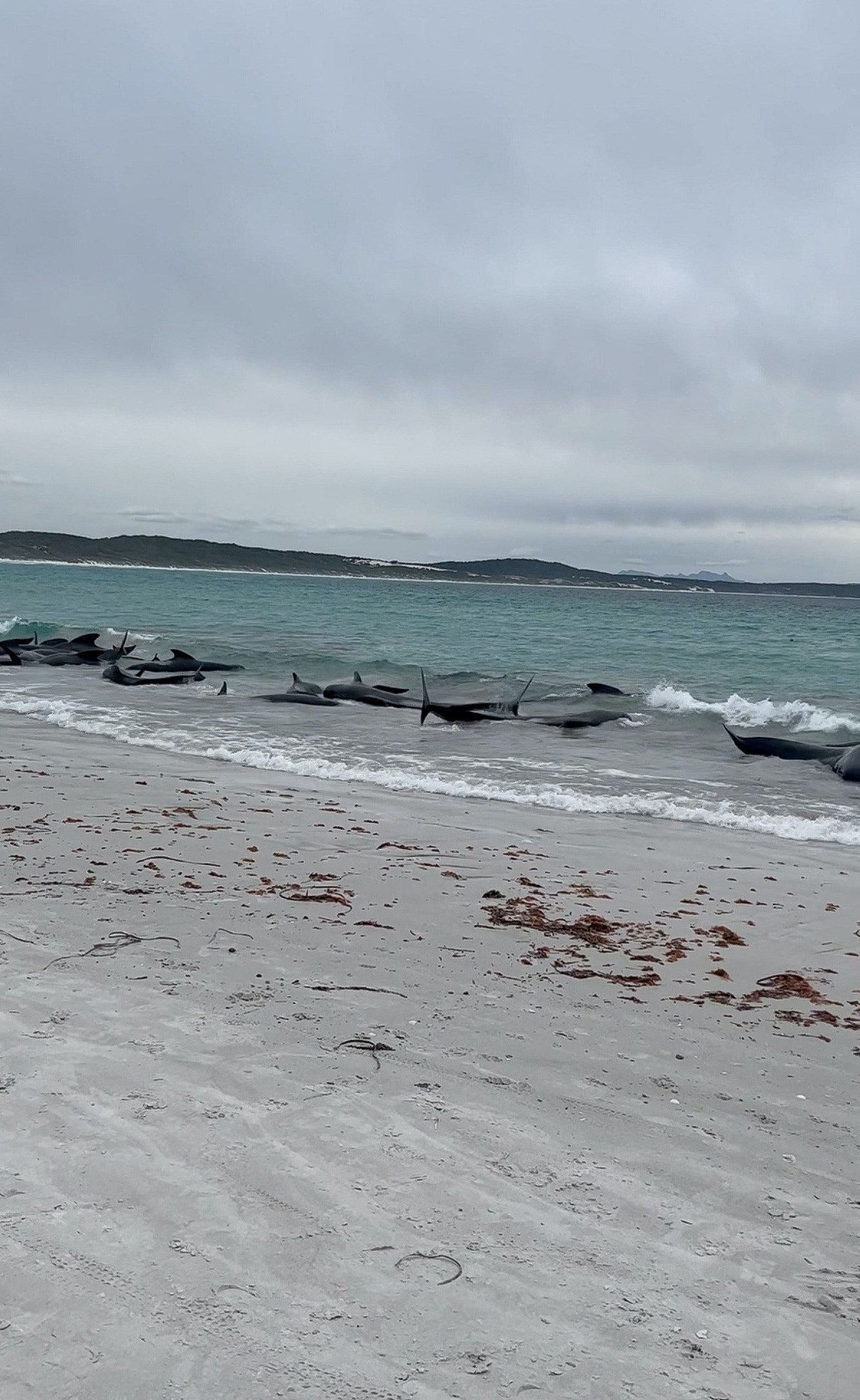 西澳海滩近百鲸鱼“挤成一团”行为异常！逾半搁浅死亡（组图） - 4