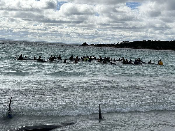 近百头鲸鱼在澳洲海滩集体搁浅，超半数死亡！专家：非常罕见（组图） - 4