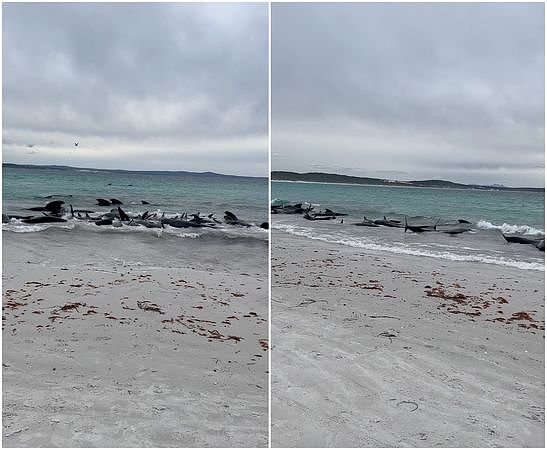 近百头鲸鱼在澳洲海滩集体搁浅，超半数死亡！专家：非常罕见（组图） - 1