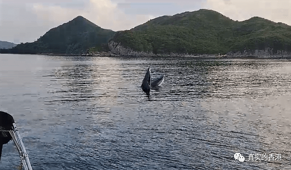 香港海域出现鲸鱼，市民围观惊动港府！（组图） - 3