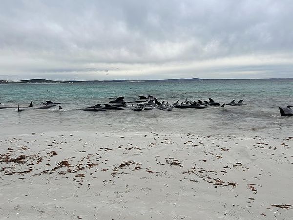 近百头鲸鱼在澳洲海滩集体搁浅，超半数死亡！专家：非常罕见（组图） - 2