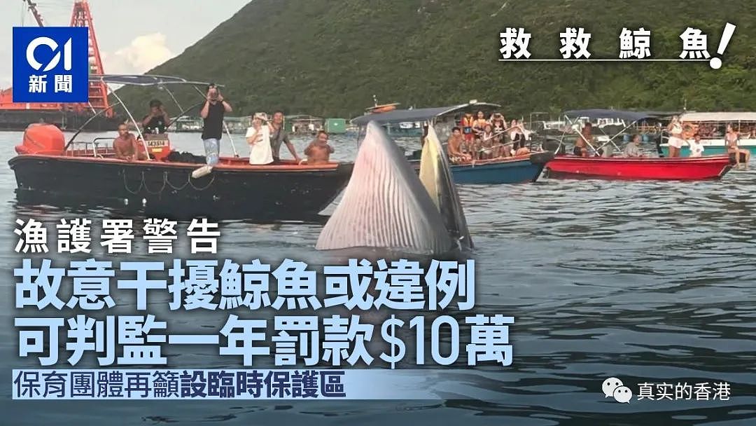 香港海域出现鲸鱼，市民围观惊动港府！（组图） - 17