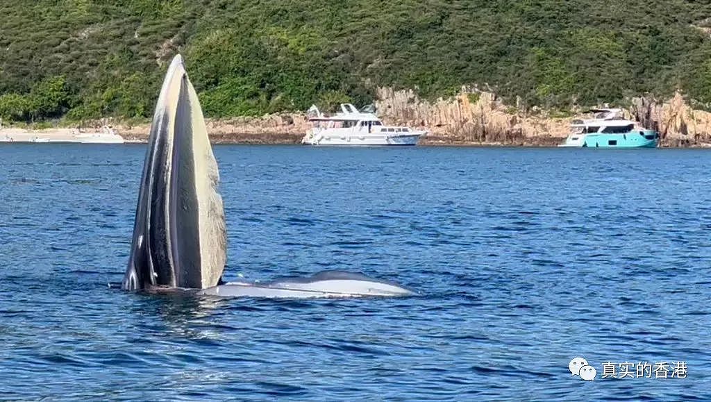 香港海域出现鲸鱼，市民围观惊动港府！（组图） - 1