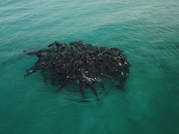 近百头鲸鱼在澳洲海滩集体搁浅，超半数死亡！专家：非常罕见（组图） - 3