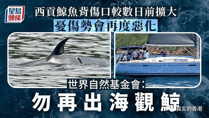香港海域出现鲸鱼，市民围观惊动港府！（组图） - 15