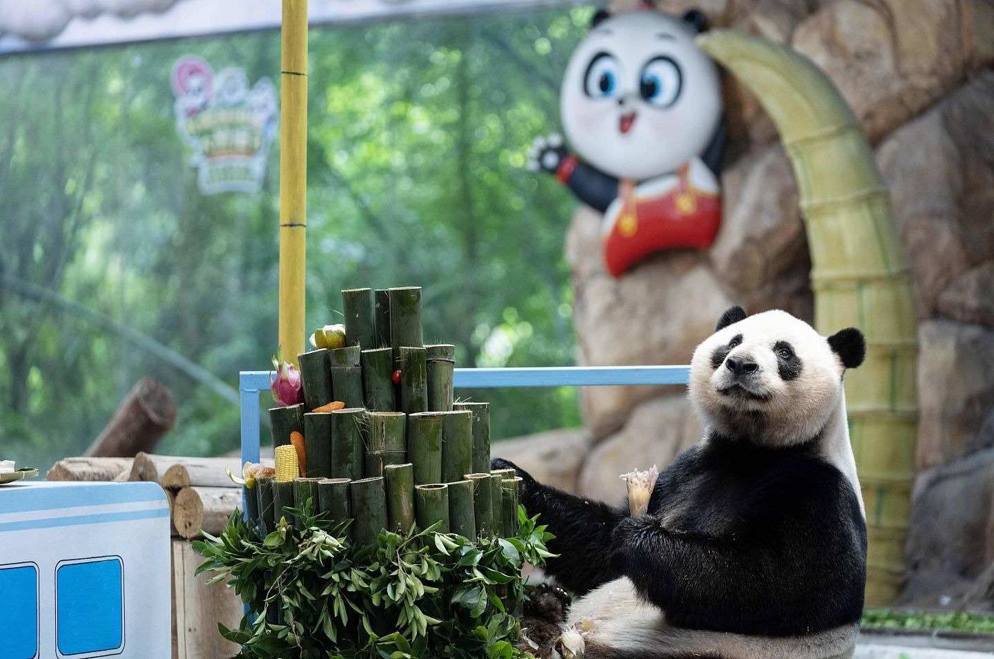 广州长隆野生动物园，全球唯一大熊猫三胞胎迎9岁豪华生日会（组图） - 4