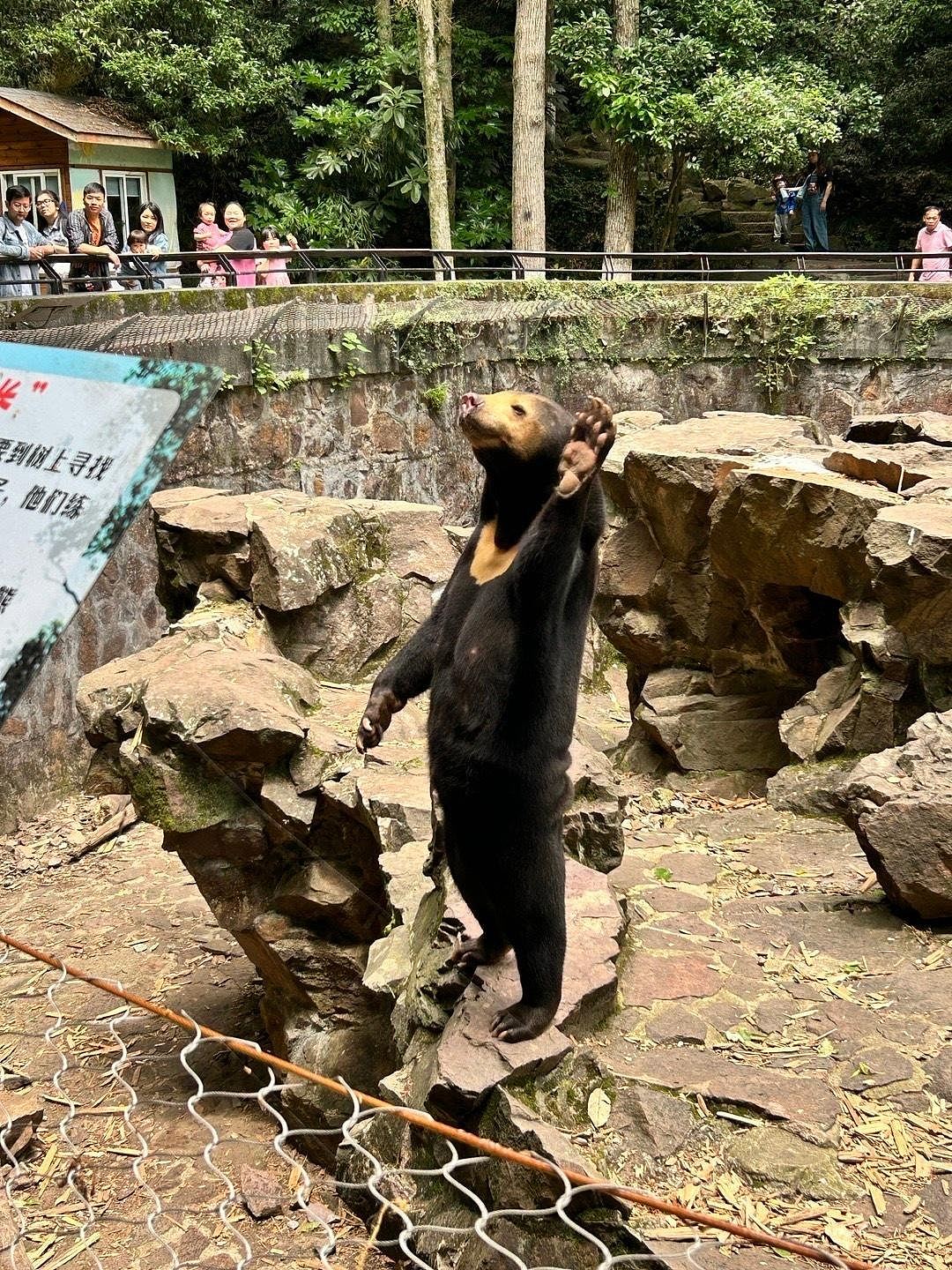 马来熊与游客互动疑似人扮，园方：是真熊，高温人套皮毛坚持不了（组图） - 5