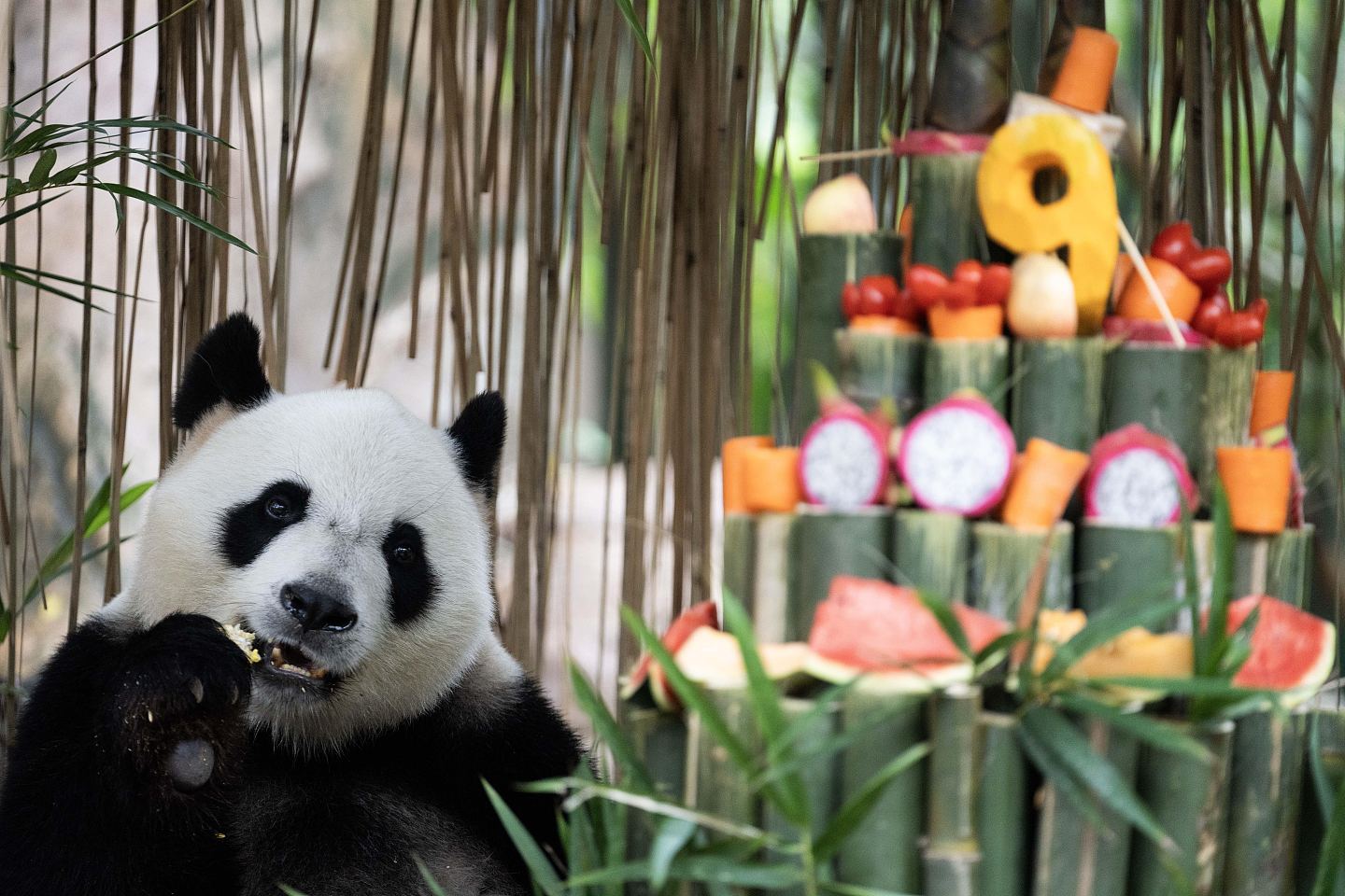广州长隆野生动物园，全球唯一大熊猫三胞胎迎9岁豪华生日会（组图） - 8