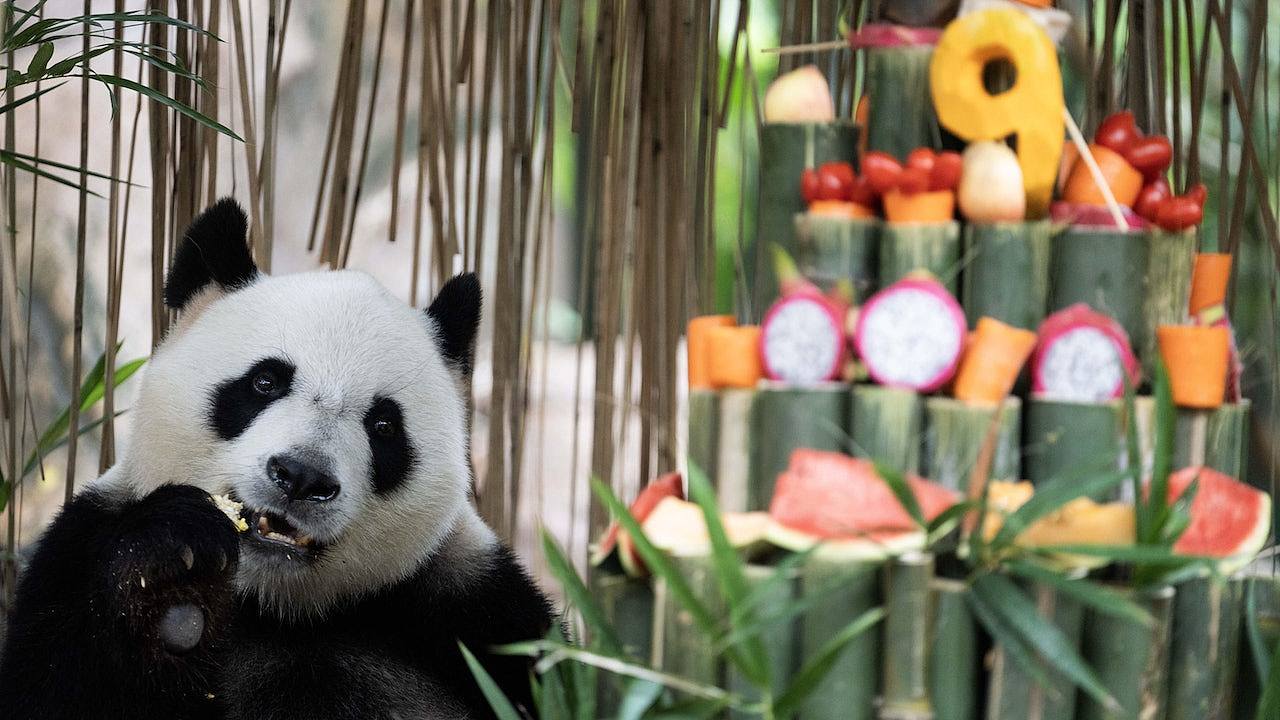 广州长隆野生动物园，全球唯一大熊猫三胞胎迎9岁豪华生日会（组图） - 1