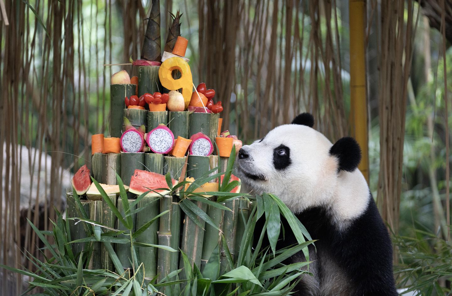 广州长隆野生动物园，全球唯一大熊猫三胞胎迎9岁豪华生日会（组图） - 7