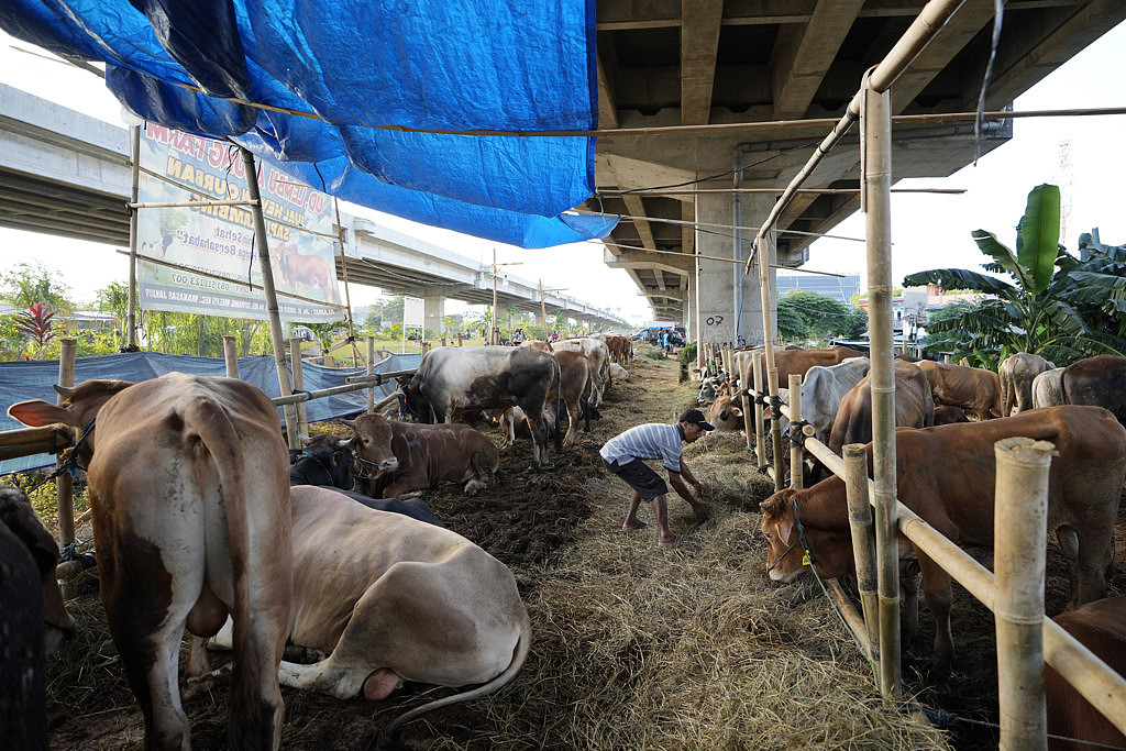 活牛验出高传染力牛结节疹，印尼暂停自澳洲4养牛场进口（图） - 1