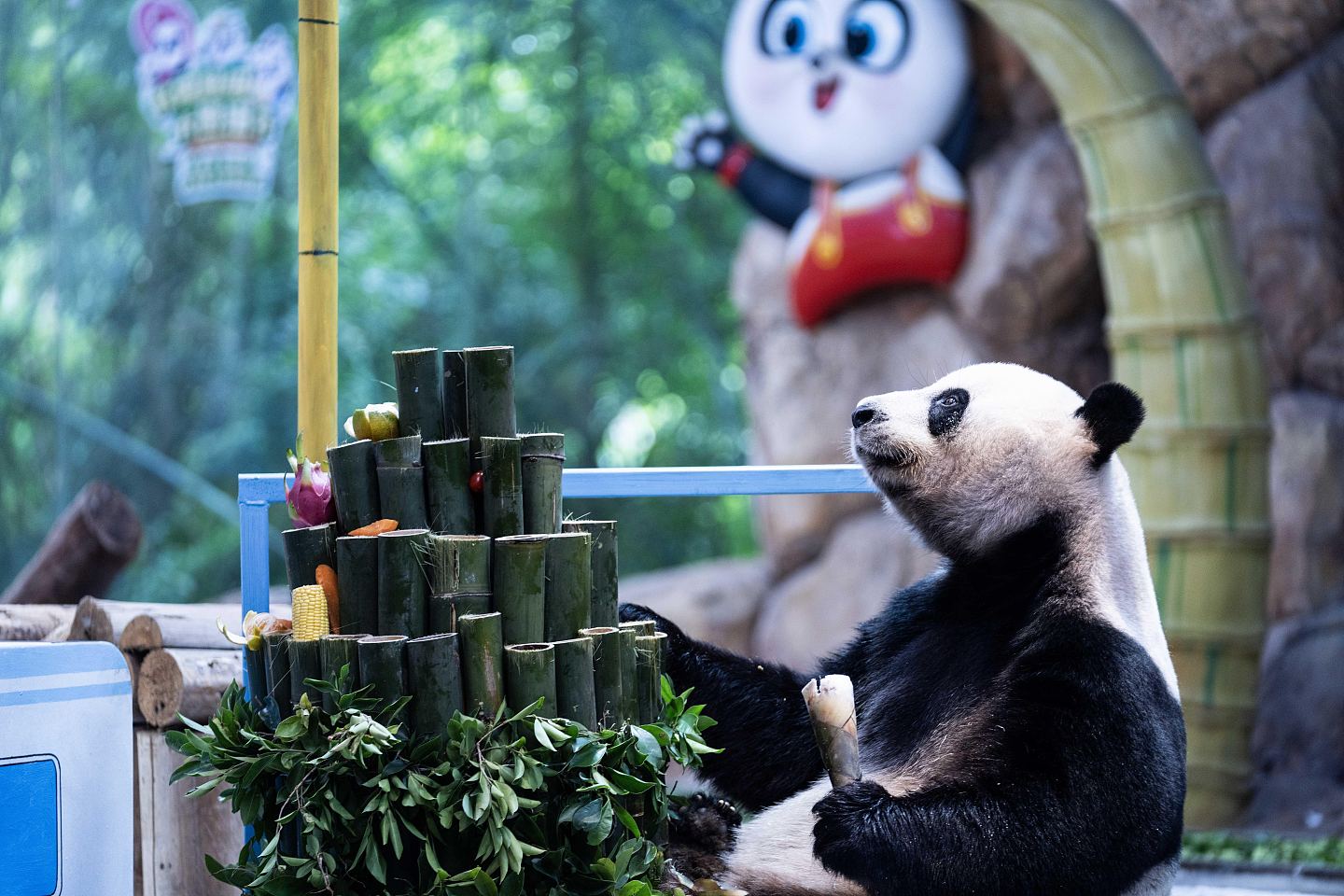 广州长隆野生动物园，全球唯一大熊猫三胞胎迎9岁豪华生日会（组图） - 3