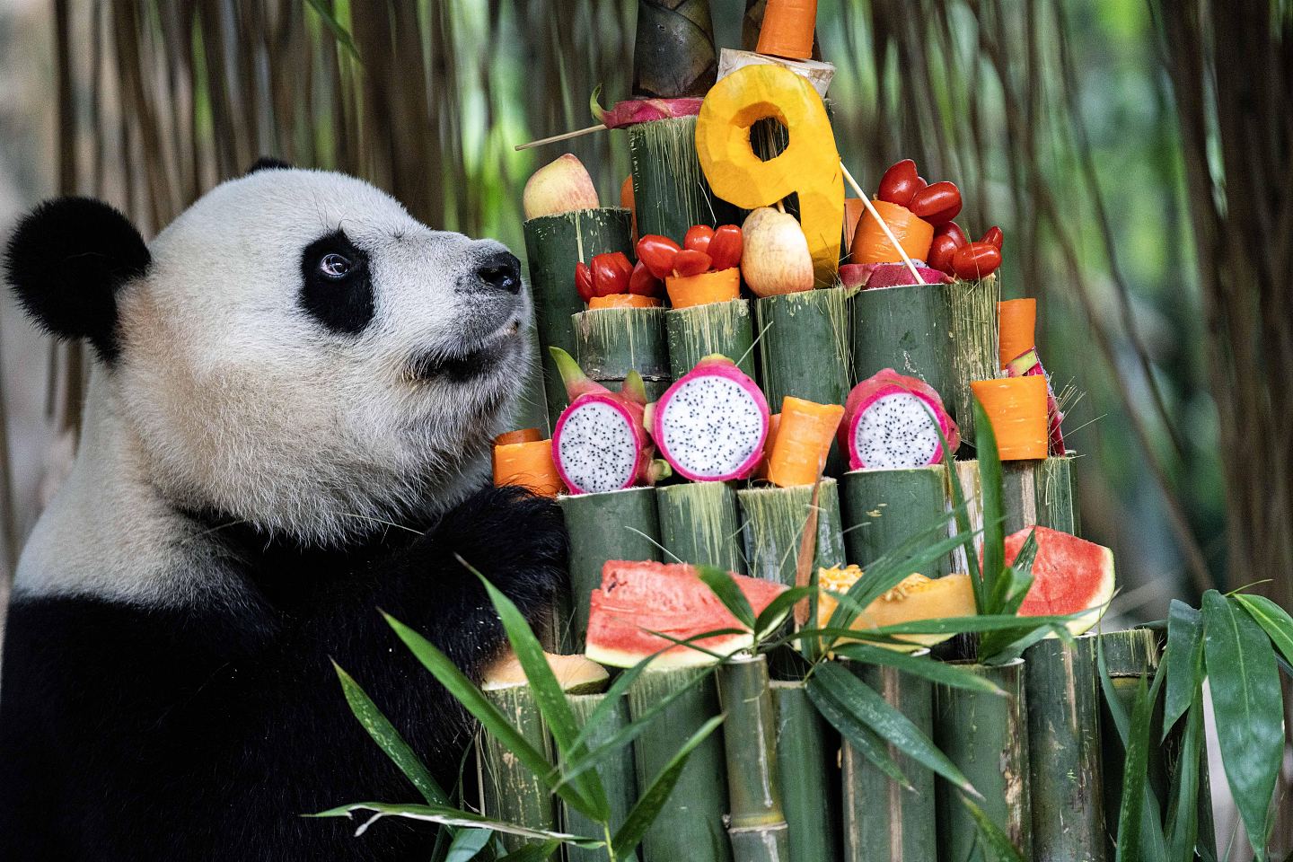 广州长隆野生动物园，全球唯一大熊猫三胞胎迎9岁豪华生日会（组图） - 9
