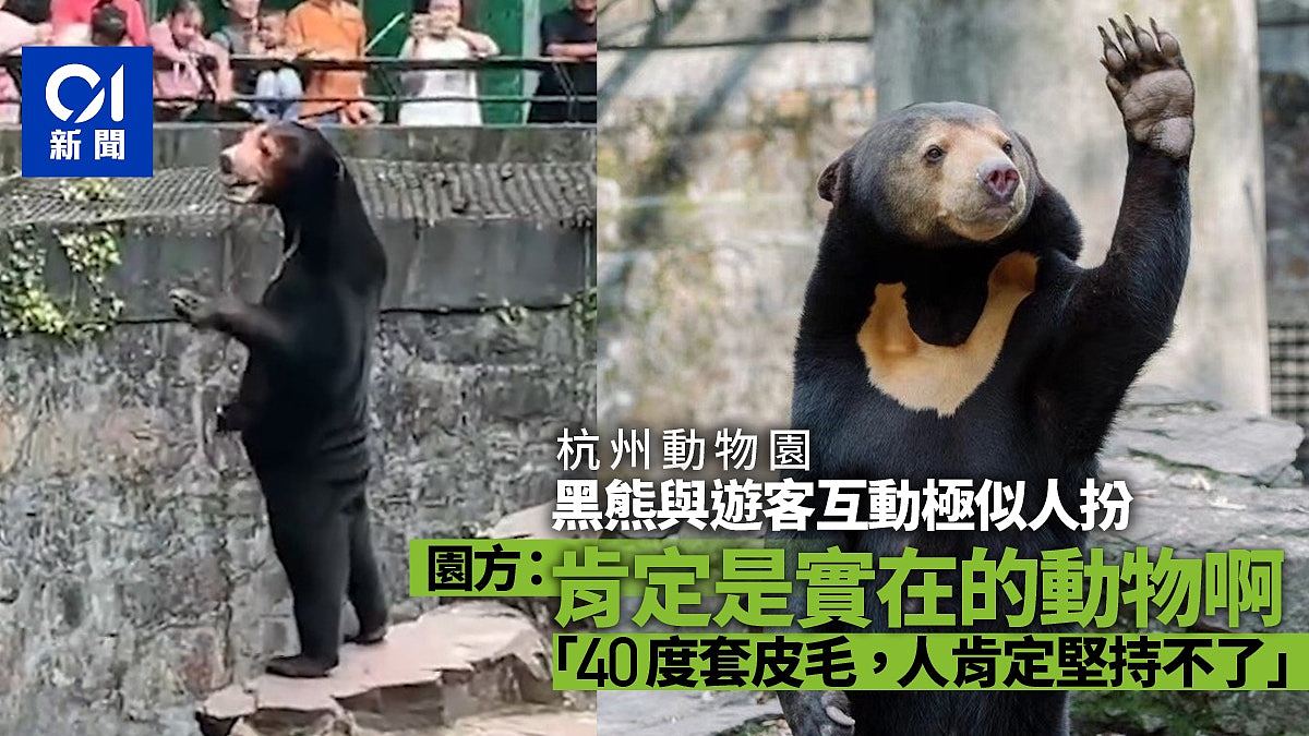 马来熊与游客互动疑似人扮，园方：是真熊，高温人套皮毛坚持不了（组图） - 1