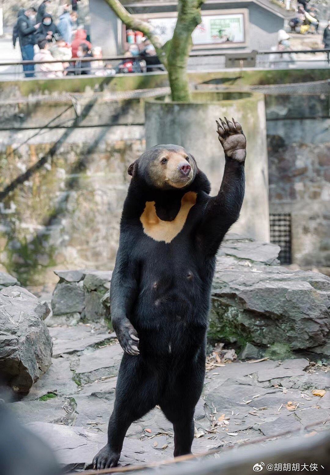马来熊与游客互动疑似人扮，园方：是真熊，高温人套皮毛坚持不了（组图） - 4