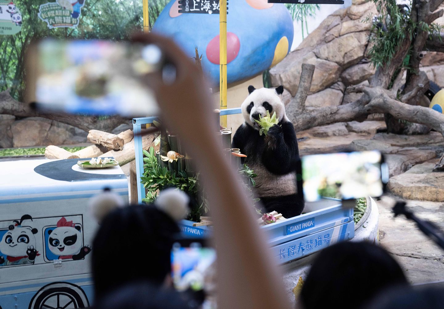 广州长隆野生动物园，全球唯一大熊猫三胞胎迎9岁豪华生日会（组图） - 6