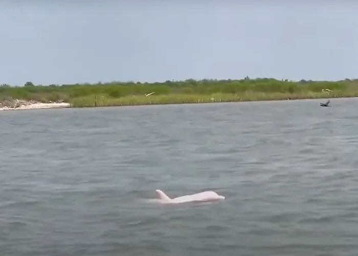 美国海域惊现罕见粉红海豚！美丽外表下，有个悲伤的故事（组图） - 1