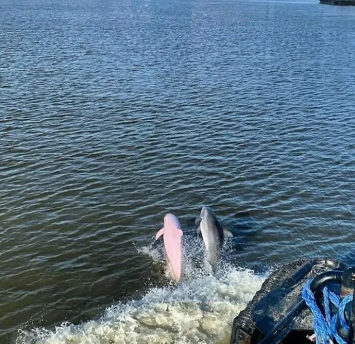 美国海域惊现罕见粉红海豚！美丽外表下，有个悲伤的故事（组图） - 8