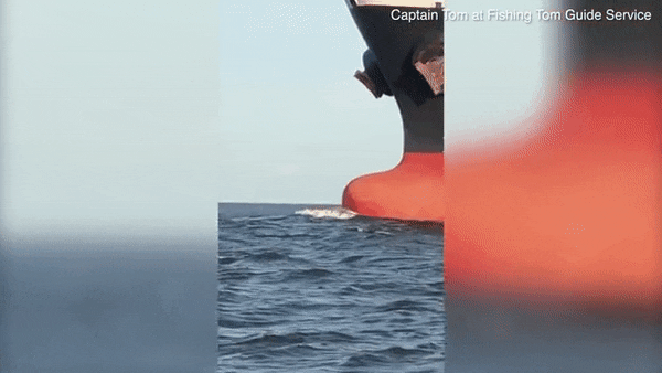 美国海域惊现罕见粉红海豚！美丽外表下，有个悲伤的故事（组图） - 9