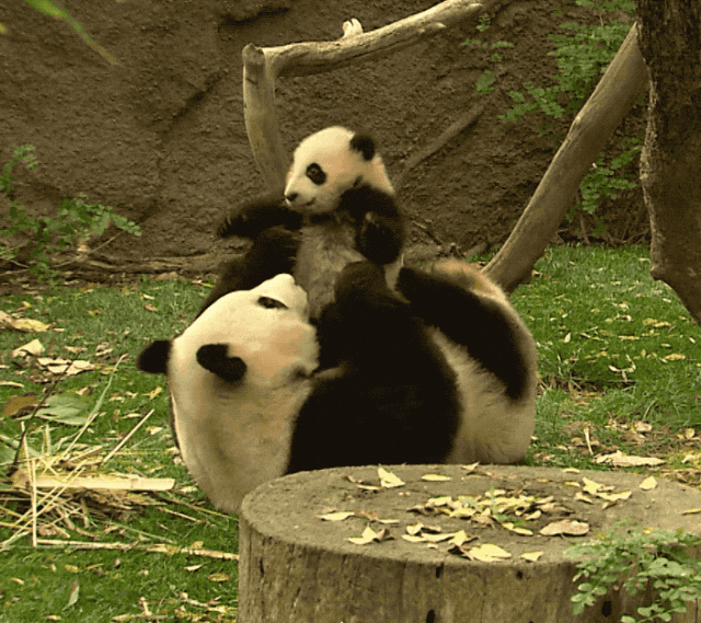 中国动物园黑熊被外国网友质疑是人假扮！官方辟谣，结果熊猫又遭殃了...（组图） - 8