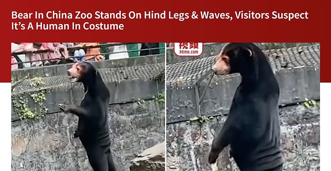中国动物园黑熊被外国网友质疑是人假扮！官方辟谣，结果熊猫又遭殃了...（组图） - 1