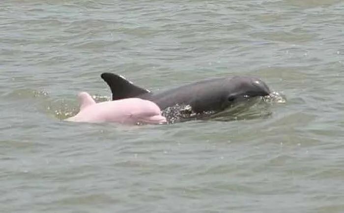 美国海域惊现罕见粉红海豚！美丽外表下，有个悲伤的故事（组图） - 7