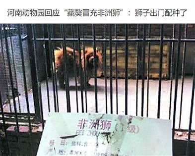 中国动物园黑熊被外国网友质疑是人假扮！官方辟谣，结果熊猫又遭殃了...（组图） - 27