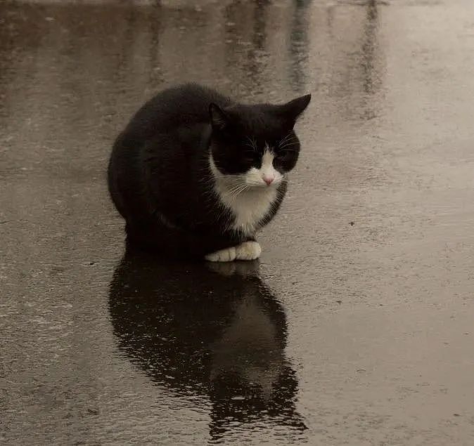 【宠物】接力扩散！叔叔阿姨，可以不驱赶我吗？外面台风暴雨（组图） - 6