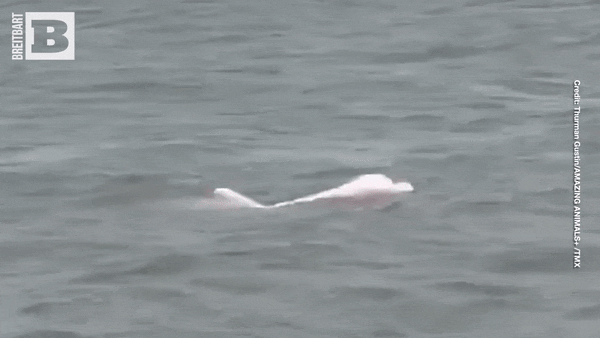 美国海域惊现罕见粉红海豚！美丽外表下，有个悲伤的故事（组图） - 3