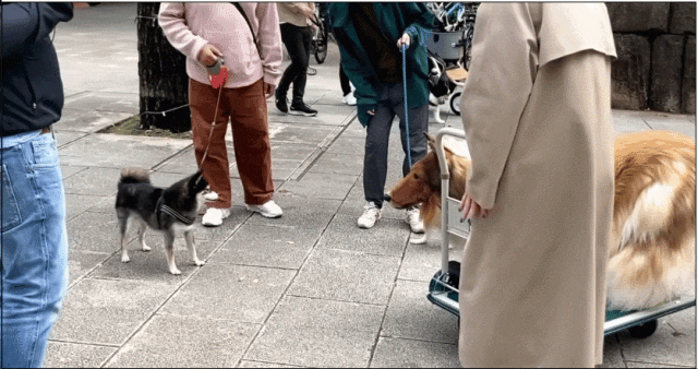 日本男子砸200万变成狗被人牵着在街上遛，视频火遍外网！网友：真的狗看了都害怕（组图） - 9