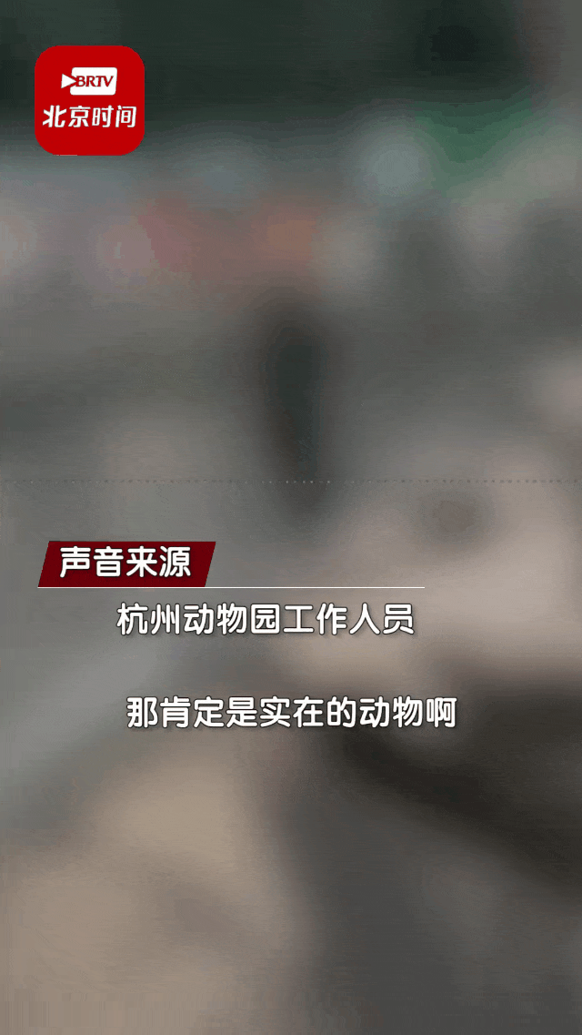 中国动物园黑熊被外国网友质疑是人假扮！官方辟谣，结果熊猫又遭殃了...（组图） - 16