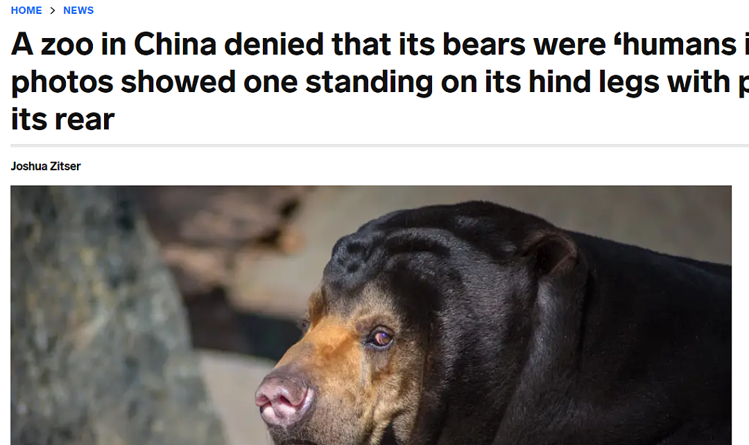 ​熊在山中坐，热搜从天降，会站着会踮脚，杭州动物园火遍全球的马来熊引发关注（组图） - 4