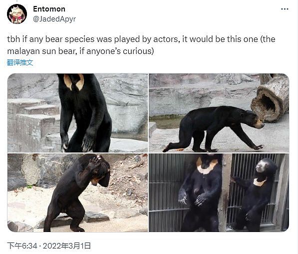 中国动物园黑熊被外国网友质疑是人假扮！官方辟谣，结果熊猫又遭殃了...（组图） - 14
