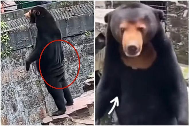 中国动物园黑熊被外国网友质疑是人假扮！官方辟谣，结果熊猫又遭殃了...（组图） - 3