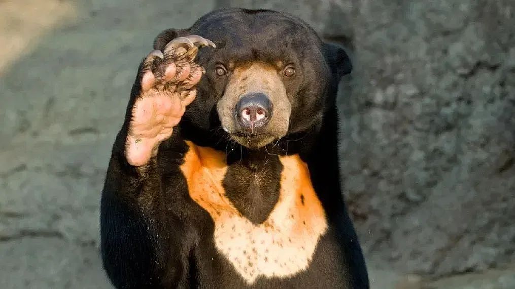 ​熊在山中坐，热搜从天降，会站着会踮脚，杭州动物园火遍全球的马来熊引发关注（组图） - 5