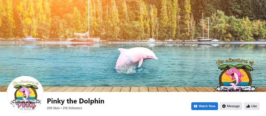 美国海域惊现罕见粉红海豚！美丽外表下，有个悲伤的故事（组图） - 5