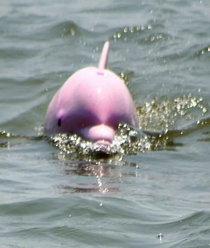 美国海域惊现罕见粉红海豚！美丽外表下，有个悲伤的故事（组图） - 6