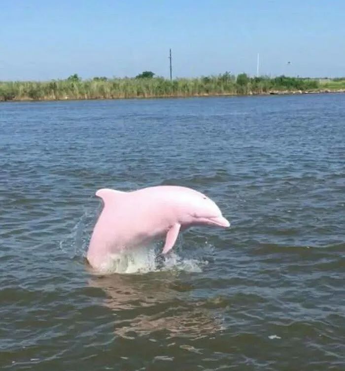 美国海域惊现罕见粉红海豚！美丽外表下，有个悲伤的故事（组图） - 4