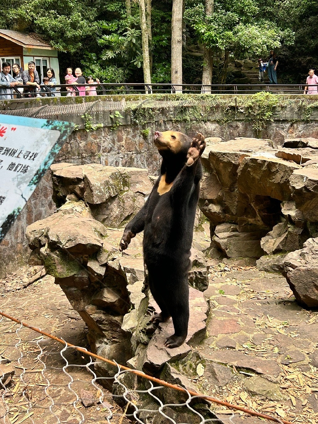 中国动物园黑熊被美国网友质疑是人假扮！官方辟谣，结果熊猫又遭殃了（组图） - 18
