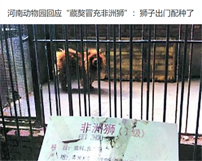 中国动物园黑熊被美国网友质疑是人假扮！官方辟谣，结果熊猫又遭殃了（组图） - 27