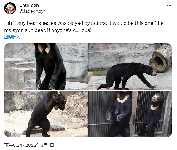 中国动物园黑熊被美国网友质疑是人假扮！官方辟谣，结果熊猫又遭殃了（组图） - 14