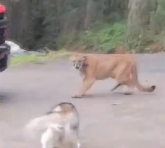 【宠物】二哈跟美洲狮叫嚣对峙，主人吓得急忙叫停！网友：二哈这么虎的吗（视频/组图） - 1