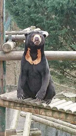 全世界都在围观杭州动物园的熊是真是假，没想到法国人的回应亮了（组图） - 11