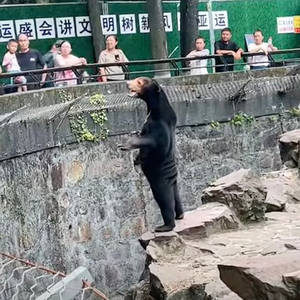 “熊在山中坐，热搜从天降”：杭州动物园否认人扮熊传言（图） - 1