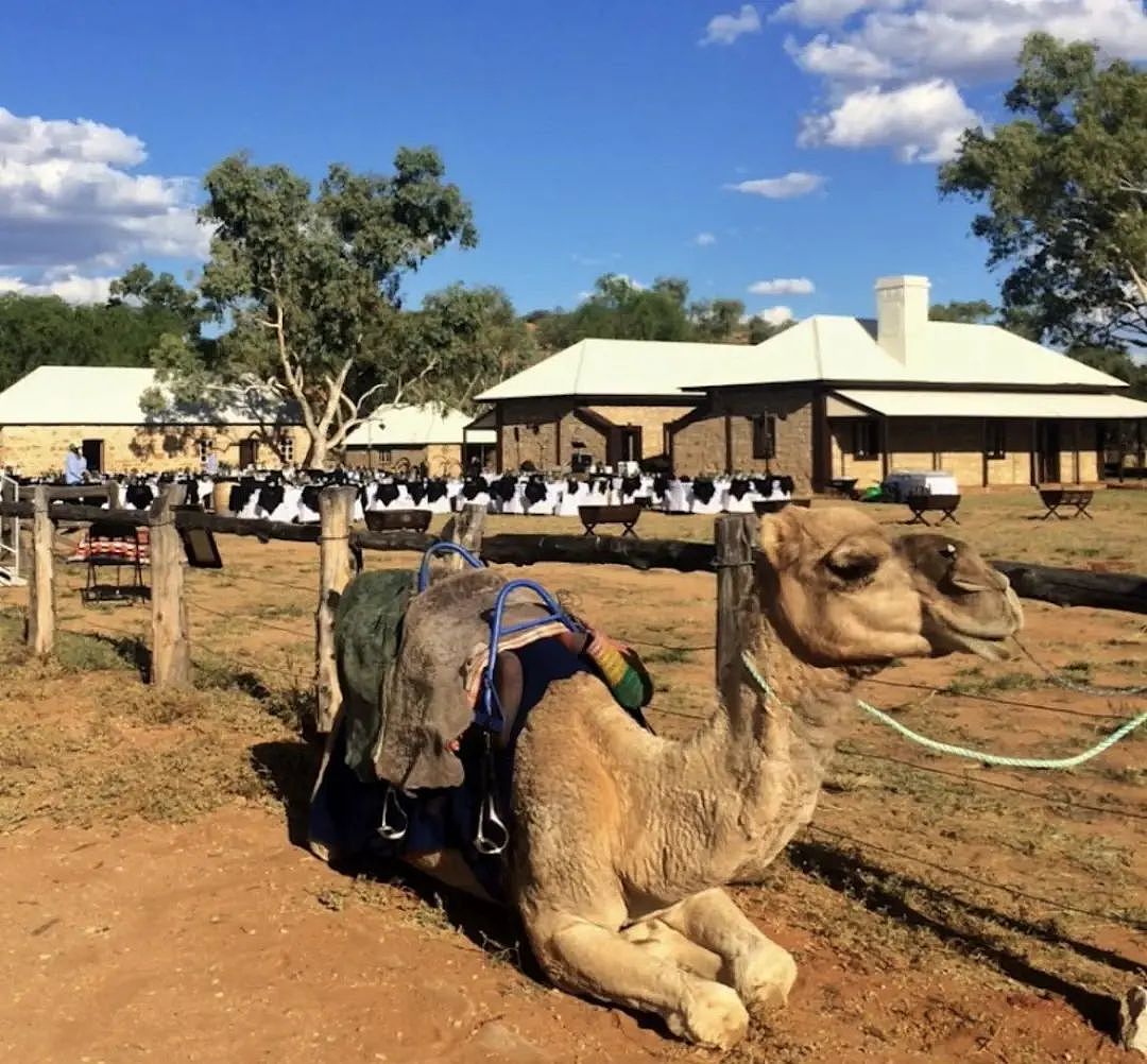 太突然！墨尔本知名咖啡厅关闭，澳洲标志性旅游企业及其 14 头骆驼出售（组图） - 15
